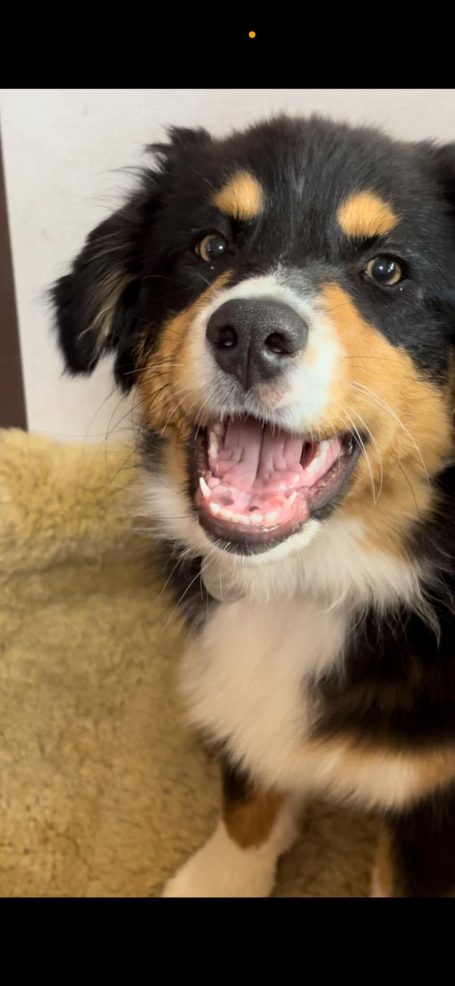 Ein fröhlicher Hund mit schwarzbraunem Fell und einem breiten Lächeln.