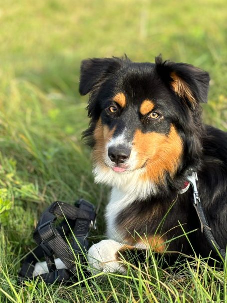 Schwarzbrauner Hund im Gras mit einem Spielzeug neben sich.